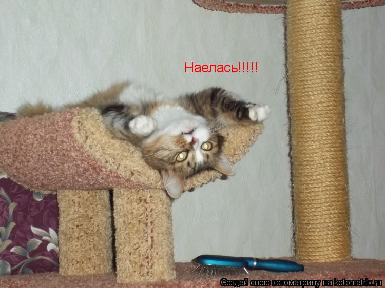 Котоматрица: Наелась!!!!!