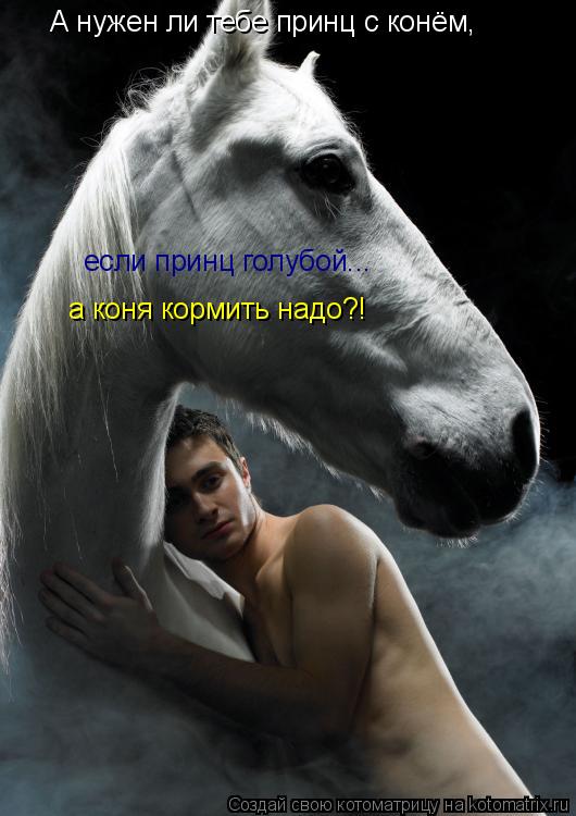 А нужен ли тебе принц с конём, если принц голубой... а коня кормить надо?!... Котоматрица: А нужен ли тебе принц с конём, если принц голубой... а коня кормить надо?!