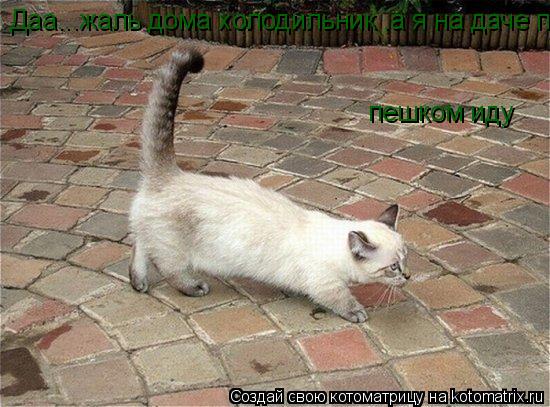 Котоматрица: Даа...жаль дома холодильник ,а я на даче пешком иду пешком иду