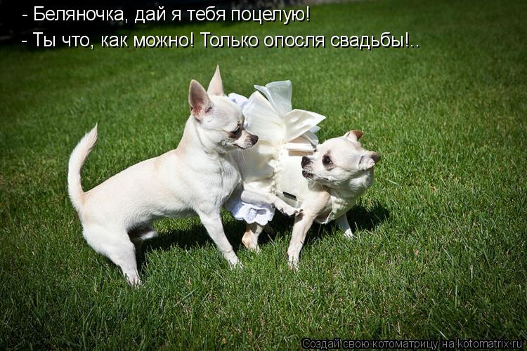 - Беляночка, дай я тебя поцелую! - Ты что, как можно! Только опосля свадьбы!..... Котоматрица: - Беляночка, дай я тебя поцелую! - Ты что, как можно! Только опосля свадьбы!..