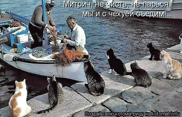 Митрич, не чисть, не парься, мы и с чехуёй съедим!..... Котоматрица: Митрич, не чисть, не парься, мы и с чехуёй съедим!..