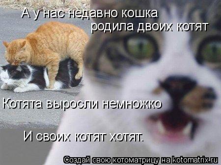 А у нас недавно кошка родила двоих котят Котята выросли немножко И своих котят хотят.... Котоматрица: А у нас недавно кошка родила двоих котят Котята выросли немножко И своих котят хотят.