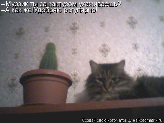 Котоматрица: --Мурзик,ты за кактусом ухаживаешь? --А как же!Удобряю регулярно!