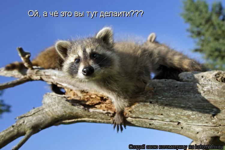 Ой, а чё это вы тут делаити???... Котоматрица: Ой, а чё это вы тут делаити???