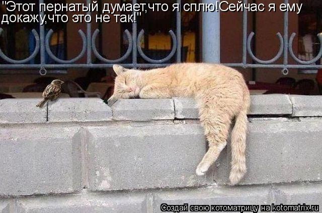 Котоматрица: "Этот пернатый думает,что я сплю!Сейчас я ему докажу,что это не так!"