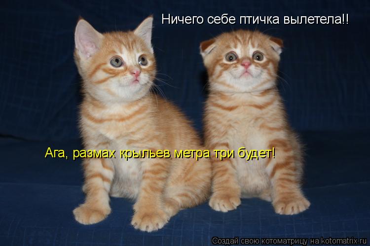 Котоматрица: Ничего себе птичка вылетела!! Ага, размах крыльев метра три будет!