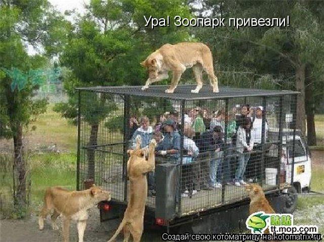 Котоматрица: Ура! Зоопарк привезли!