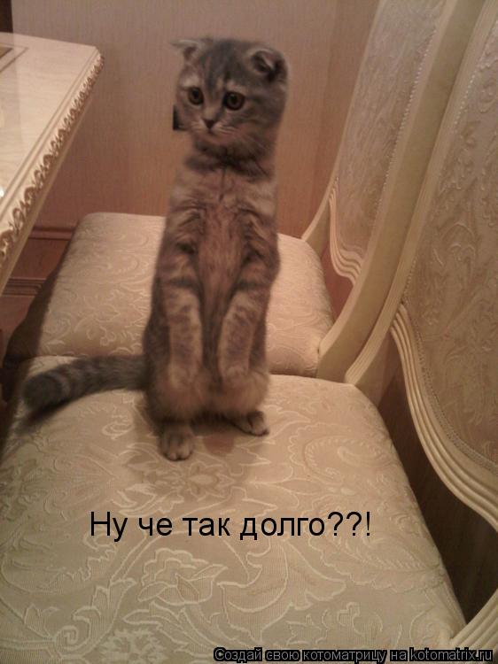 Котоматрица: Ну че так долго?? Давайте, накрывайте уже!  Ну че так долго??!