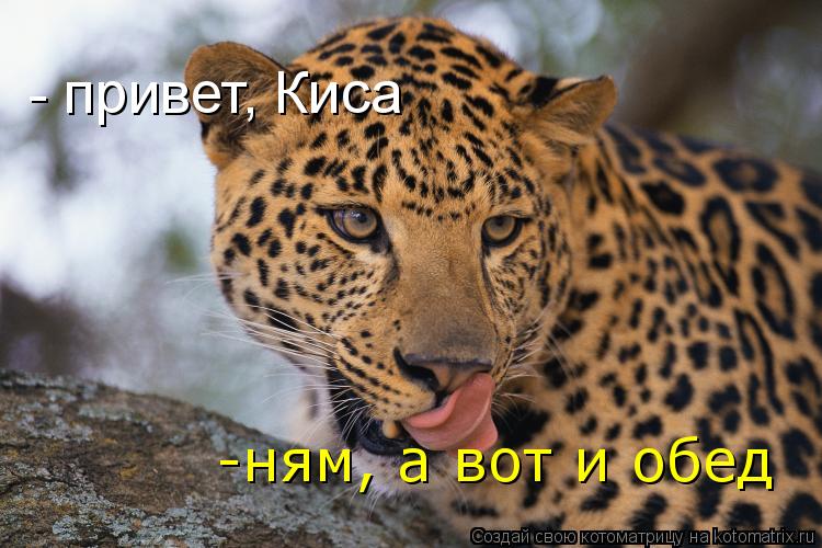 Котоматрица: - привет, Киса -ням, а вот и обед