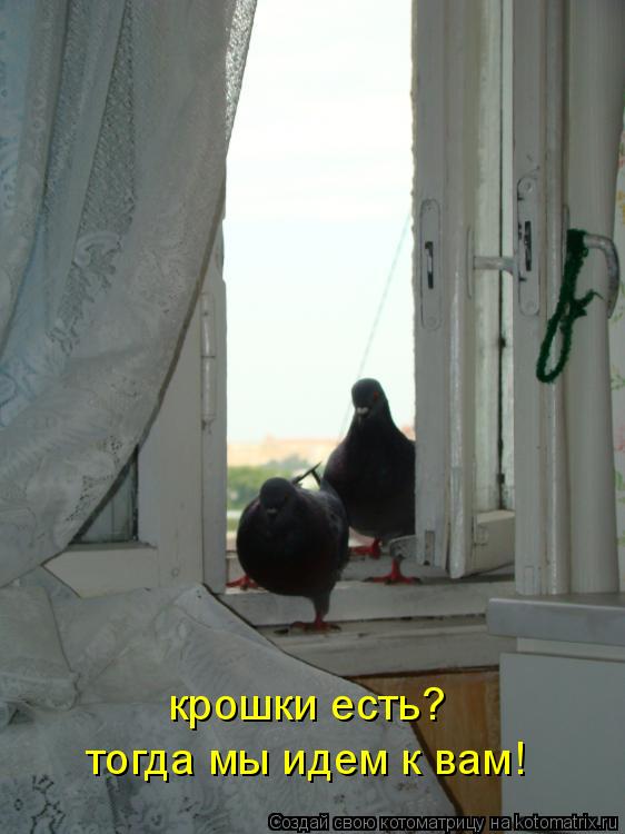 Котоматрица: крошки есть? тогда мы идем к вам!