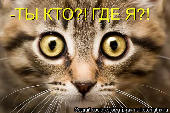 Котоматрица: -ТЫ КТО?! ГДЕ Я?!