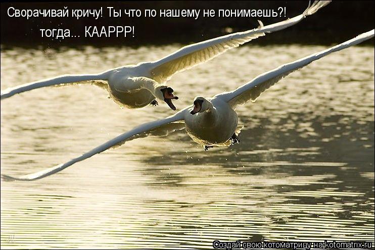 Сворачивай кричу! Ты что по нашему не понимаешь?! тогда... КААРРР!... Котоматрица: Сворачивай кричу! Ты что по нашему не понимаешь?! тогда... КААРРР!