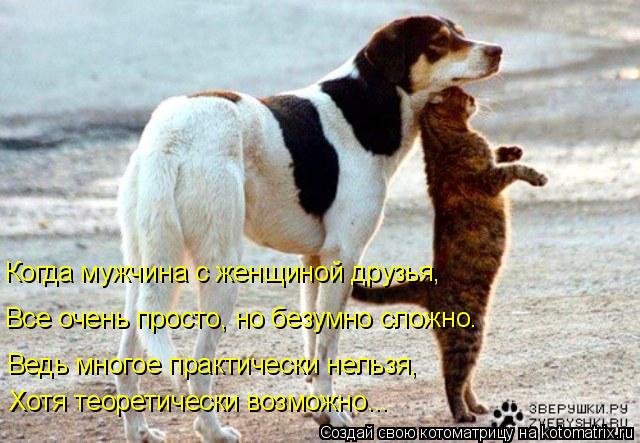 Котоматрица: Хотя теоретически возможно... Ведь многое практически нельзя,  Все очень просто, но безумно сложно.  Когда мужчина с женщиной друзья,