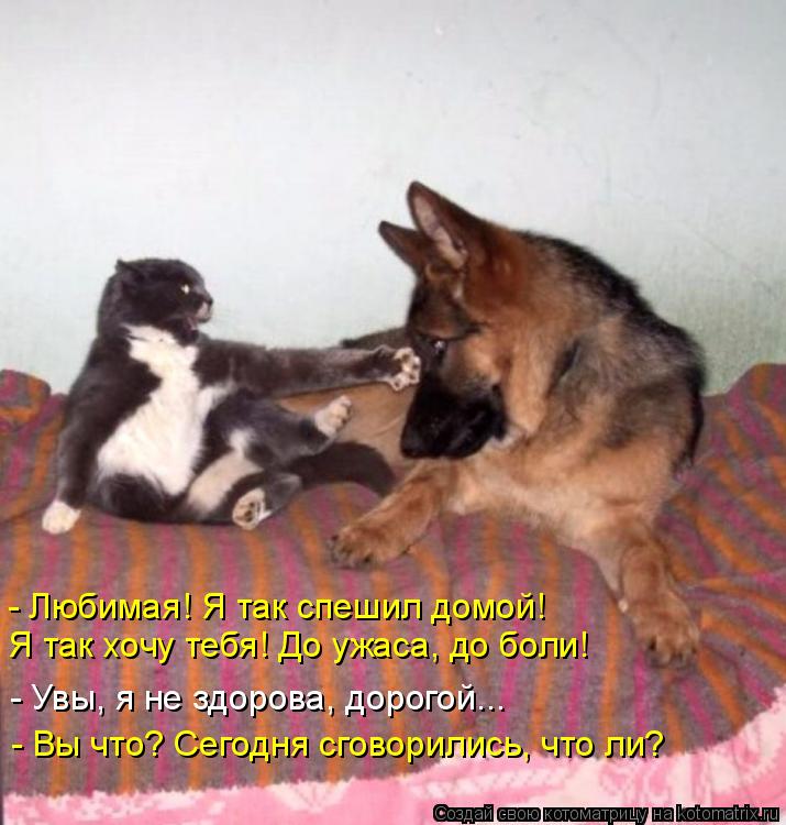 Котоматрица: - Любимая! Я так спешил домой!  Я так хочу тебя! До ужаса, до боли!  - Увы, я не здорова, дорогой...  - Вы что? Сегодня сговорились, что ли?