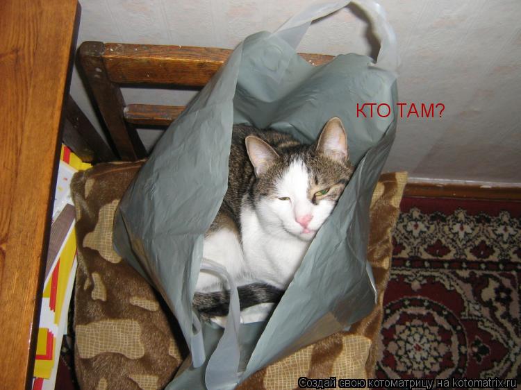 Котоматрица: КТО ТАМ?