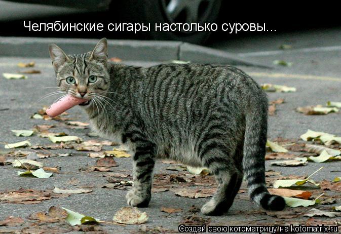 Котоматрица: Челябинские сигары настолько суровы...