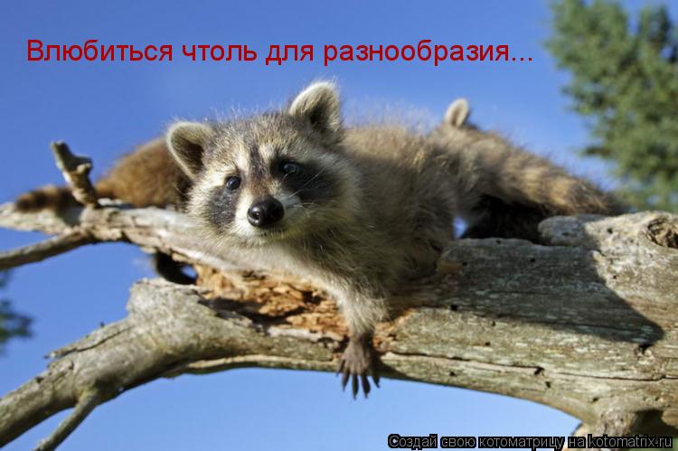 Котоматрица: Влюбиться чтоль для разнообразия...