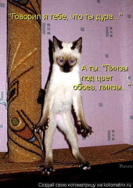 Котоматрица: "Говорил я тебе, что ты дура..." А ты: "Линзы под цвет обоев, линзы..."