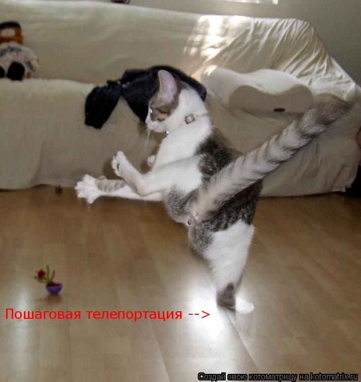 Котоматрица: Пошаговая телепортация -->