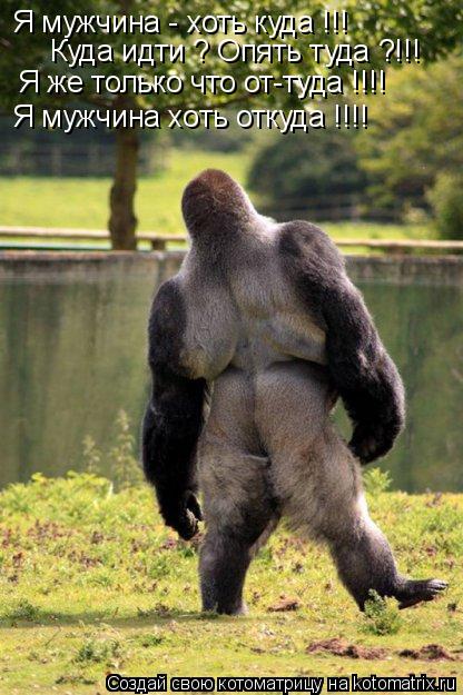 Я мужчина - хоть куда !!! Куда идти ? Опять туда ?!!! Я же только что от-туда !!!! Я мужчина хоть отк... Котоматрица: Я мужчина - хоть куда !!! Куда идти ? Опять туда ?!!! Я же только что от-туда !!!! Я мужчина хоть откуда !!!!