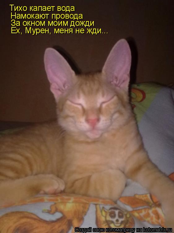 Котоматрица: Тихо капает вода Намокают провода За окном моим дожди Ех, Мурен, меня не жди...