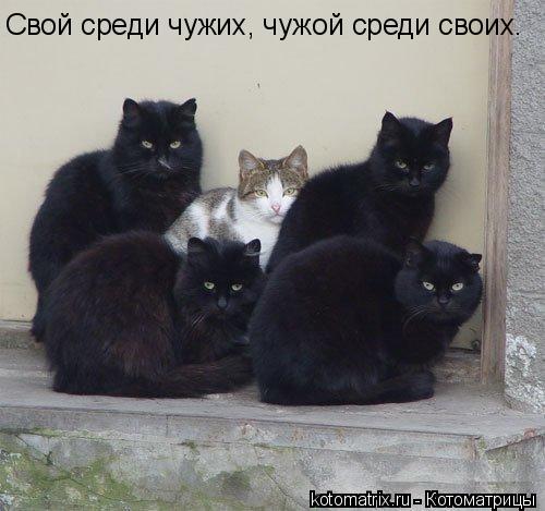 Котоматрица: Свой среди чужих, чужой среди своих.