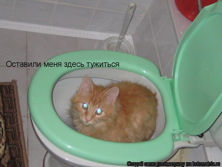 Котоматрица: Оставили меня здесь тужиться