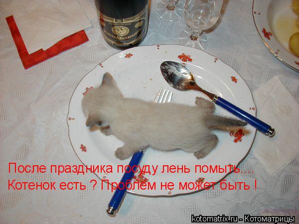 Котоматрица: После праздника посуду лень помыть.... Котенок есть ? Проблем не может быть !