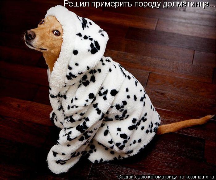 Котоматрица: Решил примерить породу долматинца...