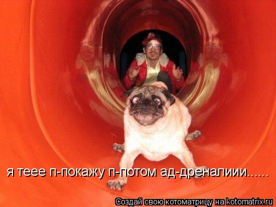 Котоматрица: я теее п-покажу п-потом ад-дреналиии......