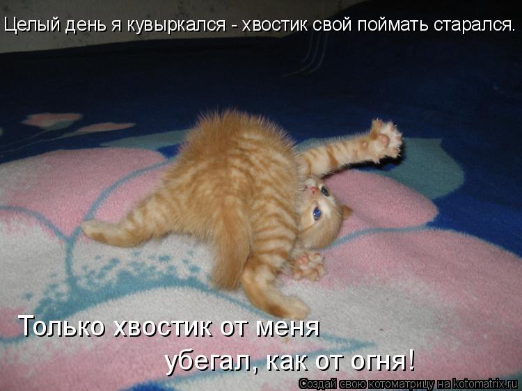 Целый день я кувыркался - хвостик свой поймать старался. Только хвостик от меня убегал, как от огня!... Котоматрица: Целый день я кувыркался - хвостик свой поймать старался. Только хвостик от меня убегал, как от огня!