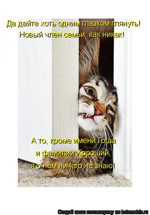 Да дайте хоть одним глазком глянуть! Новый член семьи, как никак! А то, кроме имени Гоша и фамилии Х... Котоматрица: Да дайте хоть одним глазком глянуть! Новый член семьи, как никак! А то, кроме имени Гоша и фамилии Хороший, я о нем ничего не знаю!