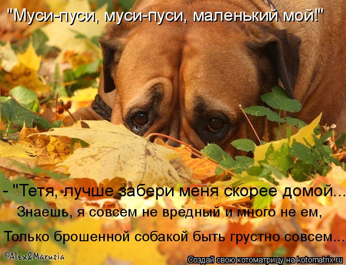 Котоматрица: "Муси-пуси, муси-пуси, маленький мой!" - "Тетя, лучше забери меня скорее домой... Знаешь, я совсем не вредный и много не ем,  Только брошенной соб