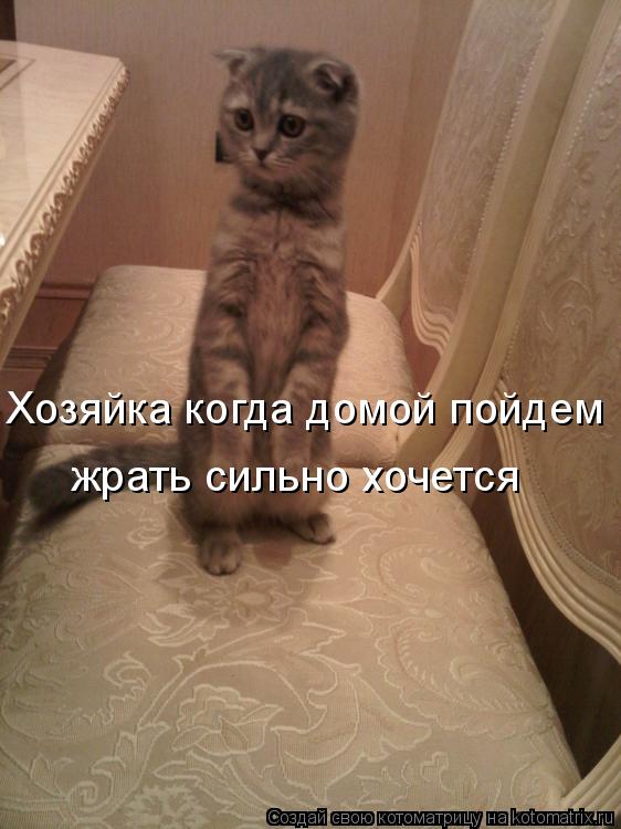 Хозяйка когда домой пойдем жрать сильно хочется... Котоматрица: Хозяйка когда домой пойдем жрать сильно хочется