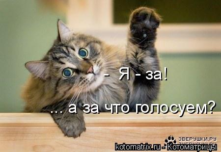 Котоматрица: -  Я - за! ... а за что голосуем?