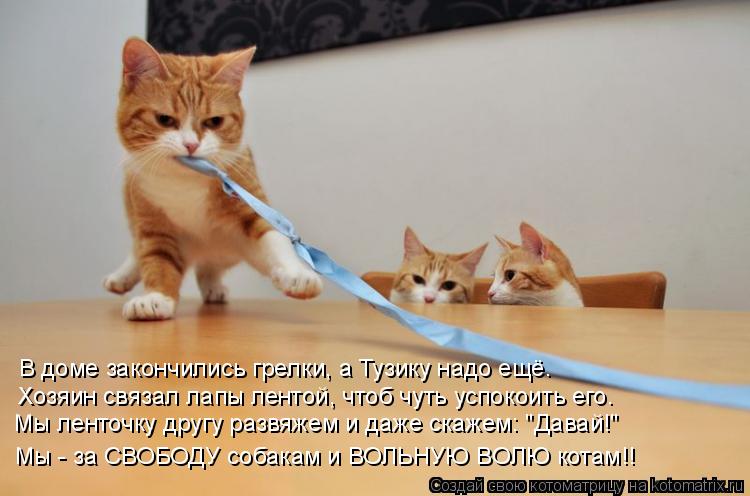 Котоматрица: Мы ленточку другу развяжем и даже скажем: "Давай!" Мы - за СВОБОДУ собакам и ВОЛЬНУЮ ВОЛЮ котам!! Хозяин связал лапы лентой, чтоб чуть успокоит