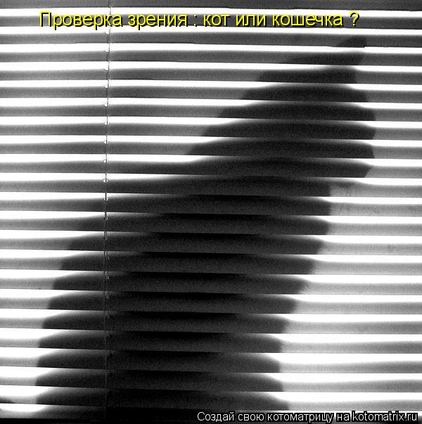 Котоматрица: Проверка зрения : кот или кошечка ?