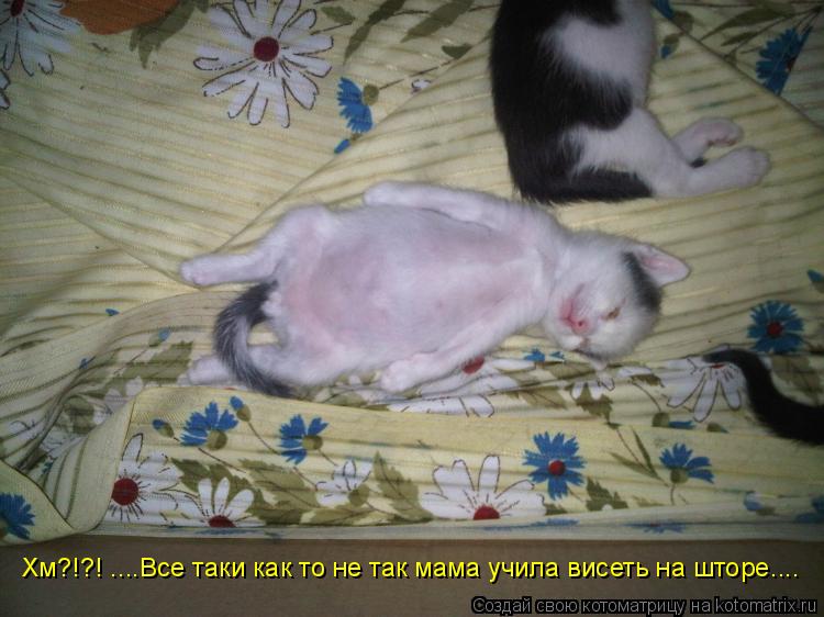 Котоматрица: Хм?!?! ....Все таки как то не так мама учила висеть на шторе....