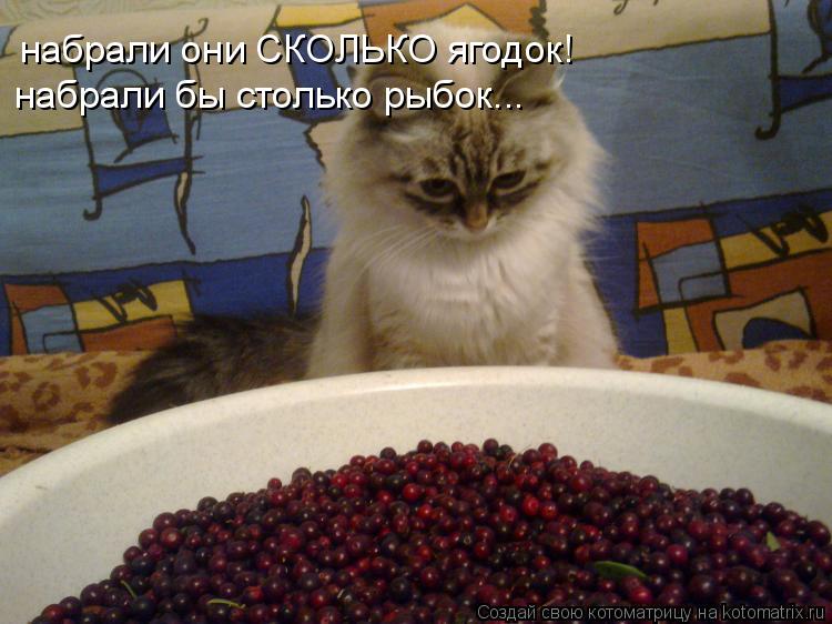 Котоматрица: набрали они СКОЛЬКО ягодок! набрали бы столько рыбок...