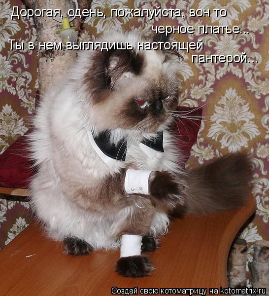 Котоматрица: Дорогая, одень, пожалуйста, вон то черное платье... Ты в нем выглядишь настоящей пантерой...