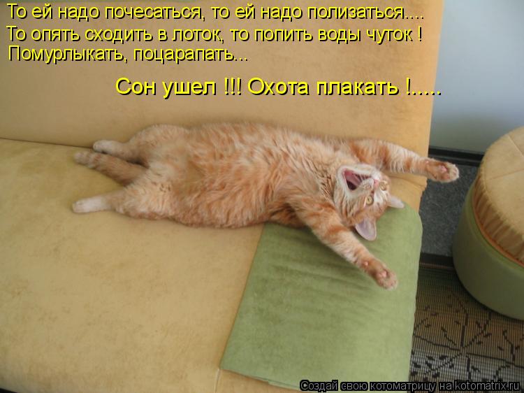 Котоматрица: То ей надо почесаться, то ей надо полизаться.... То опять сходить в лоток, то попить воды чуток ! Помурлыкать, поцарапать... Сон ушел !!! Охота пл