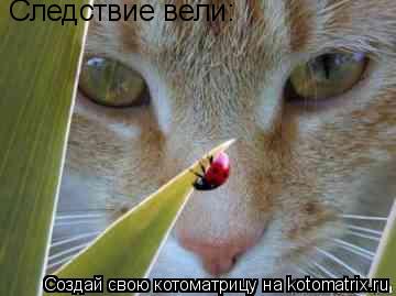 Котоматрица: Следствие вели: