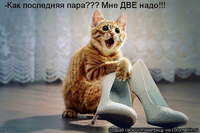 Котоматрица: -Как последняя пара??? Мне ДВЕ надо!!!
