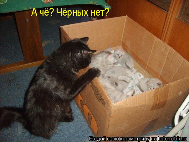Котоматрица: А чё? Чёрных нет?