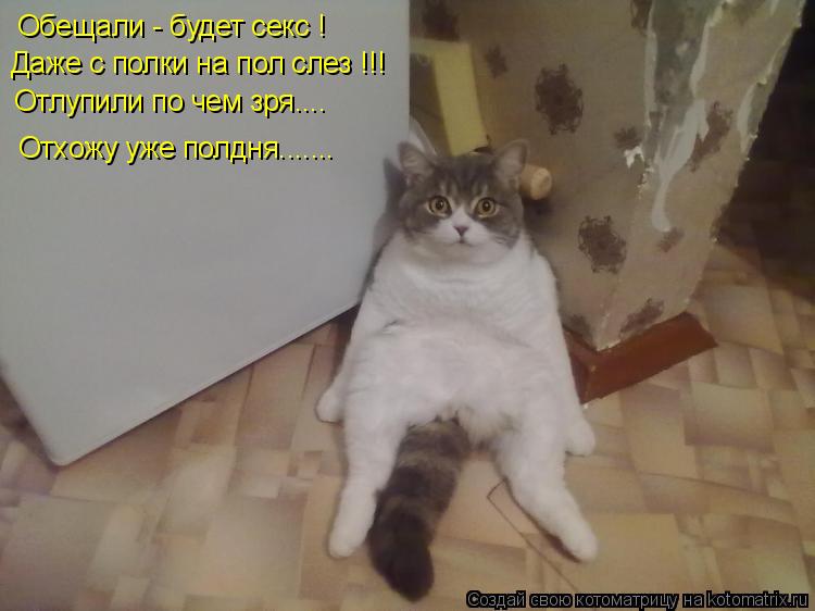 Котоматрица: Обещали - будет секс ! Даже с полки на пол слез !!! Отлупили по чем зря.... Отхожу уже полдня.......
