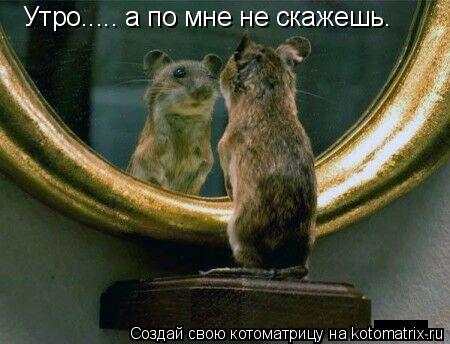 Котоматрица: Утро..... а по мне не скажешь.