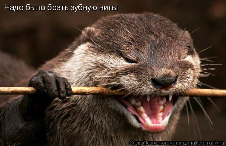 Котоматрица: Надо было брать зубную нить!