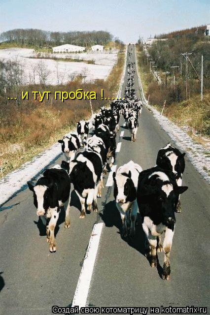 Котоматрица: ... и тут пробка !......