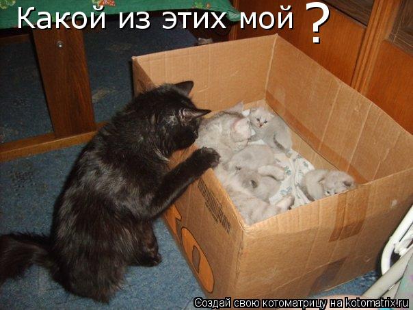 Котоматрица: Какой из этих мой ?