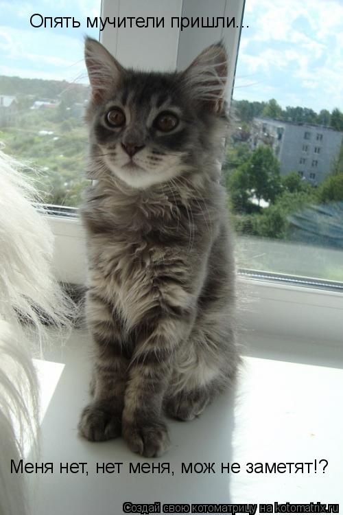 Котоматрица: Опять мучители пришли... Меня нет, нет меня, мож не заметят!?